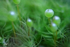 苔の世界 ２０２６－４６（タマゴケ）