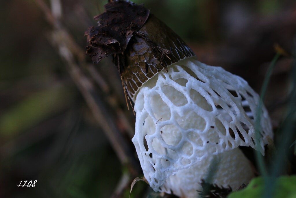 キヌガサタケ ２