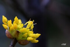 開花宣言 1/2