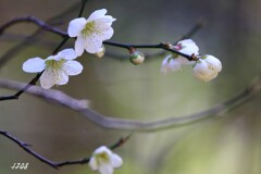 明けましておめでとうございます