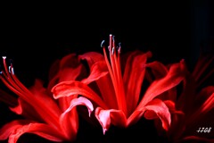 ダイヤモンドリリー