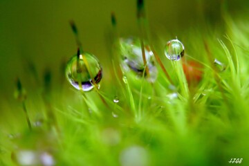 苔の世界 ２０２６－２８（雫）