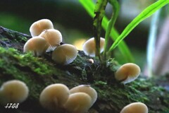 苔の世界 ２０２６ー１１（キノコ）