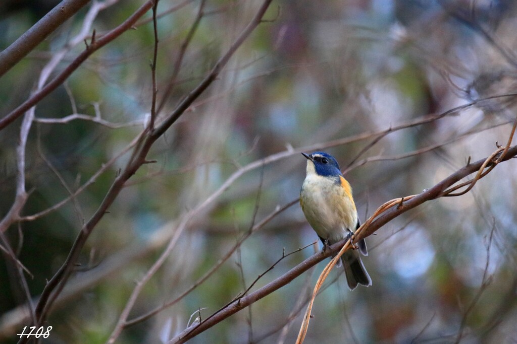 ルリビタキ 18