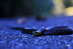 温かいアスファルトの上で 1/2 温かいアスファルトの上で 1/2