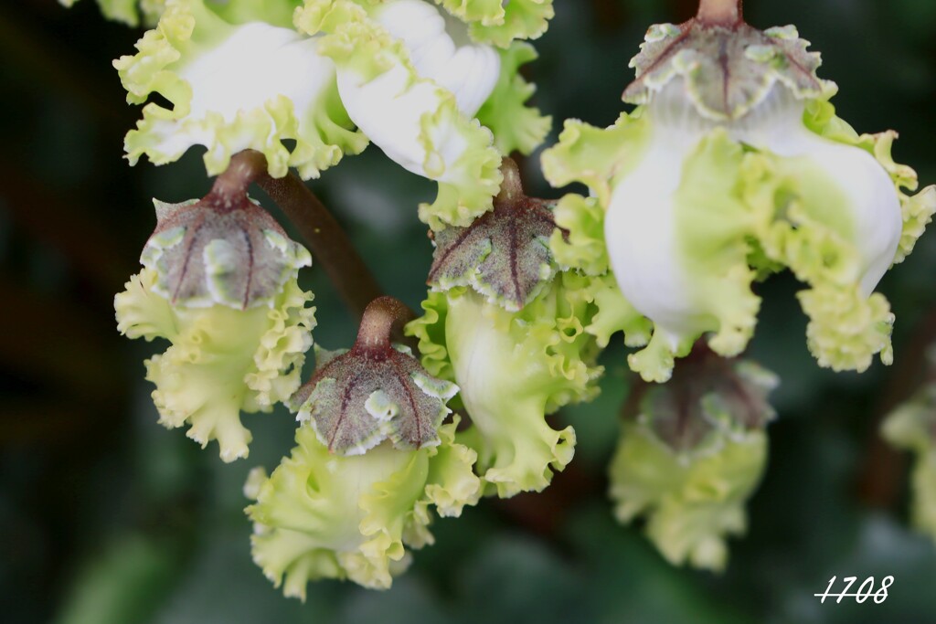 野菜か？ 食べたくなるシクラメン