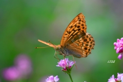 ミドリヒョウモン