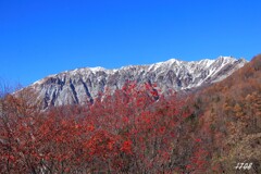 ナナカマドと大山