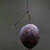 カラスウリ
