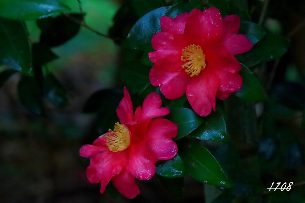 竹やぶのサザンカ