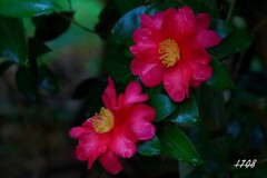 竹やぶのサザンカ