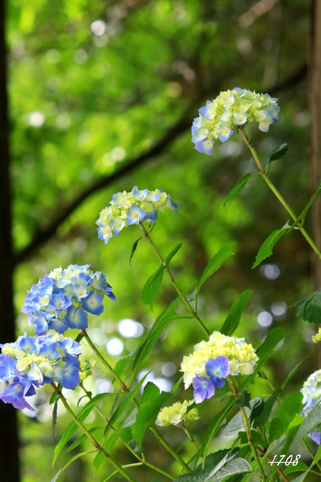紫陽花 2/2