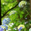 紫陽花 2/2