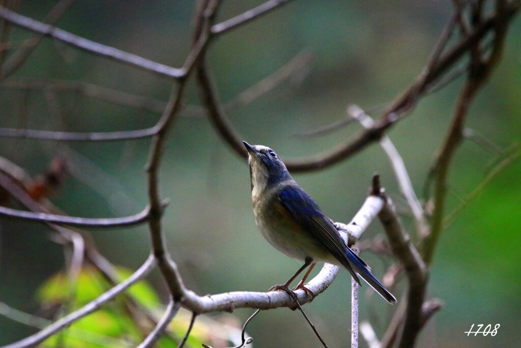 ルリビタキ １１