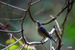 ルリビタキ １１
