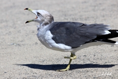ウミネコ