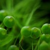 苔の世界（タマゴケ） 2024-45