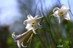 百合