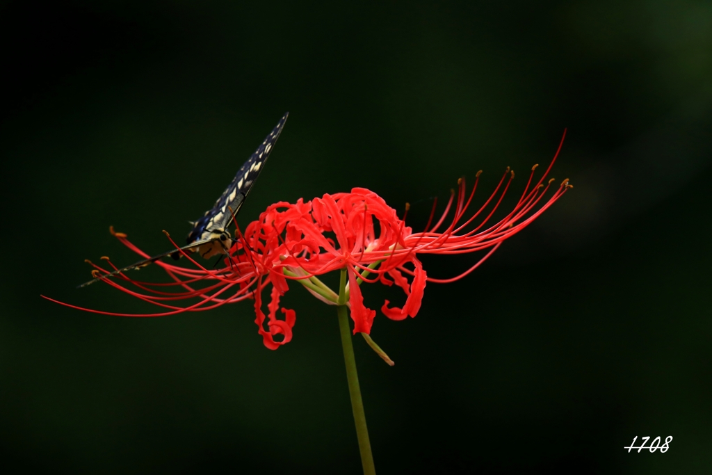 花と蝶