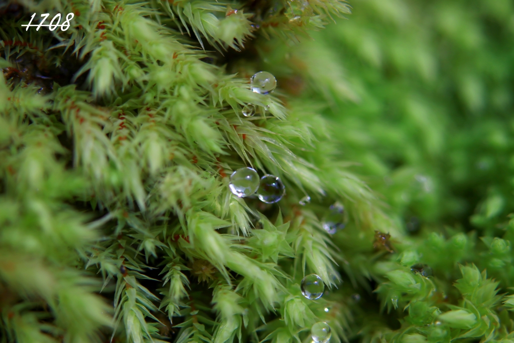 苔の世界 46（水玉）