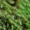 苔の世界 46（水玉）
