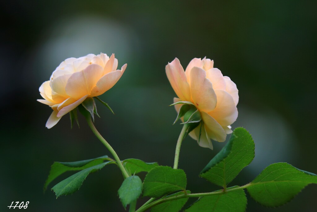 薔薇