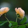 薔薇