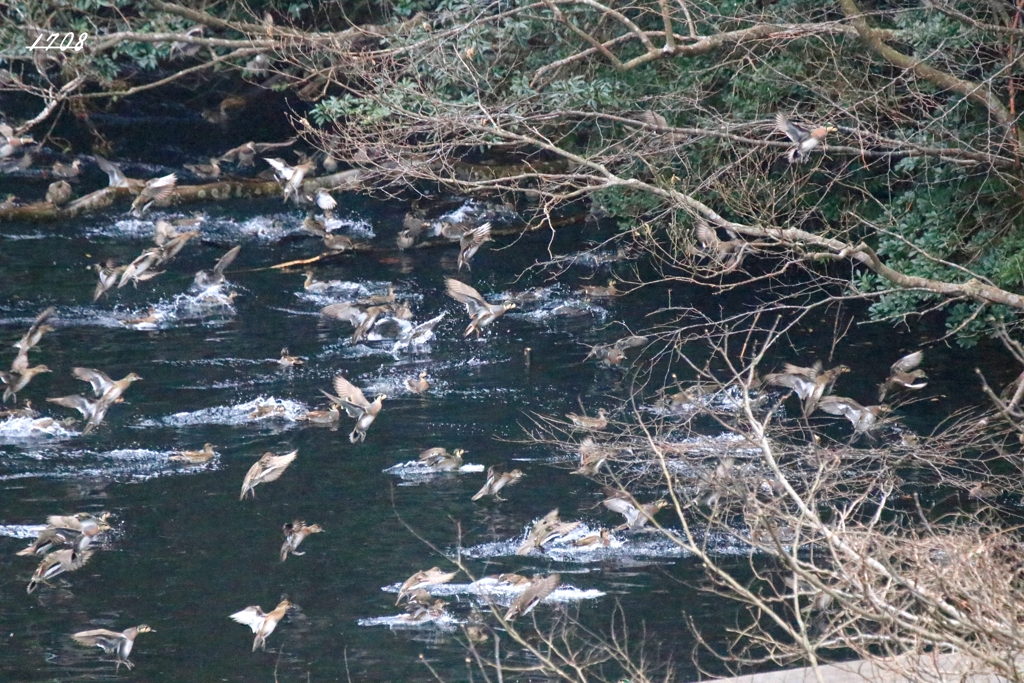 カモかもカモかもカモかもカモかもカモかもカモ・・・・・・８