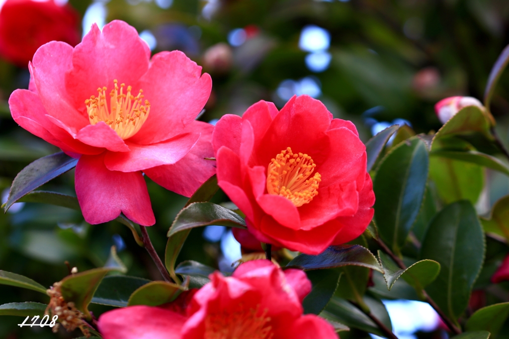 山茶花