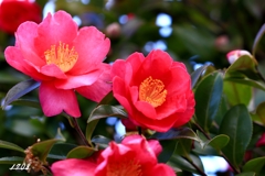 山茶花