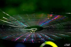 蜘蛛の世界　CD