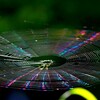 蜘蛛の世界　CD