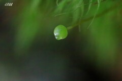 苔の世界２５－１８（タマゴケ）