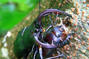 雌を守るノコギリクワガタ