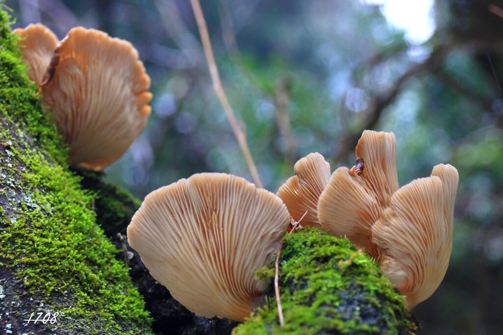 苔の世界 ２５－１０（キノコ）