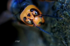 オオスズメバチ