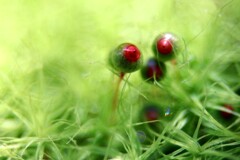 苔の世界２５－４０（タマゴケ最終）