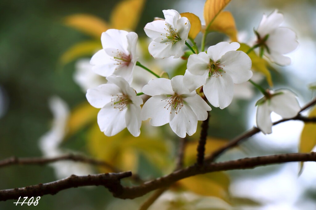 桜