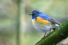 ２０２５・忘れ物 ２