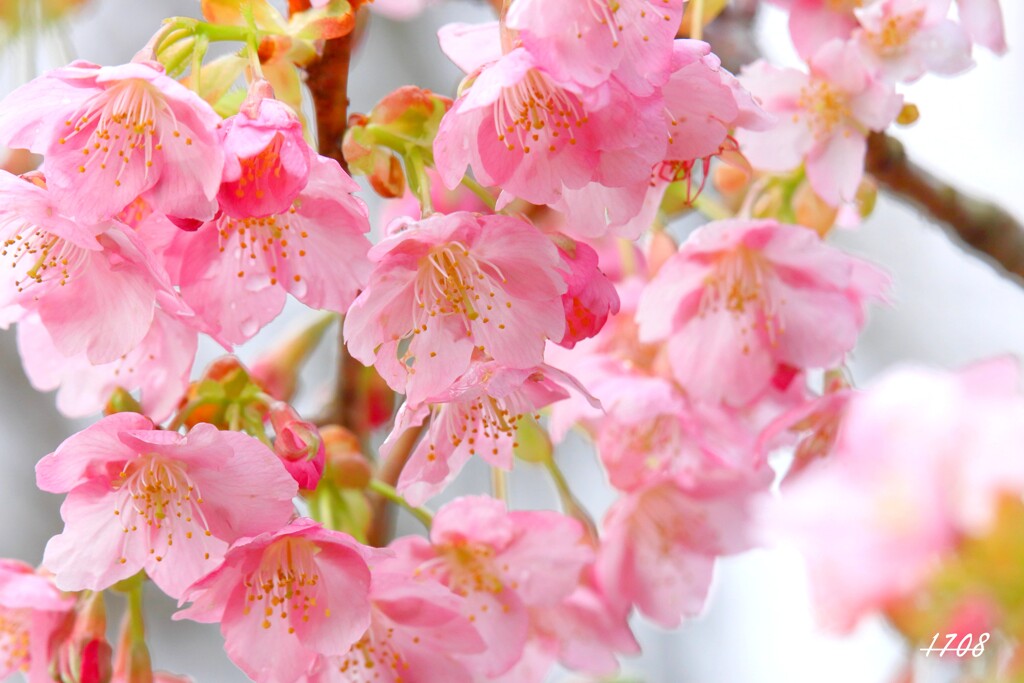 河津桜