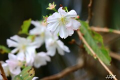里山の寒桜