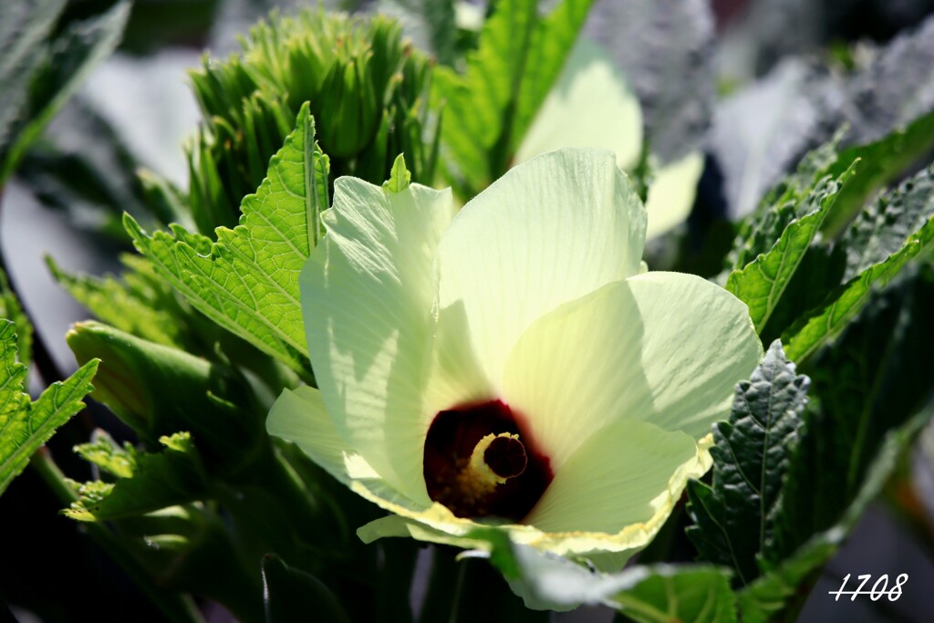 野菜の花