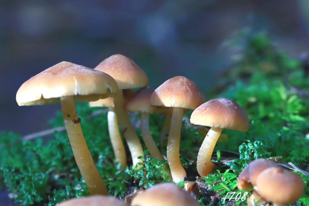 苔の世界 ２０２６ー５（キノコ）