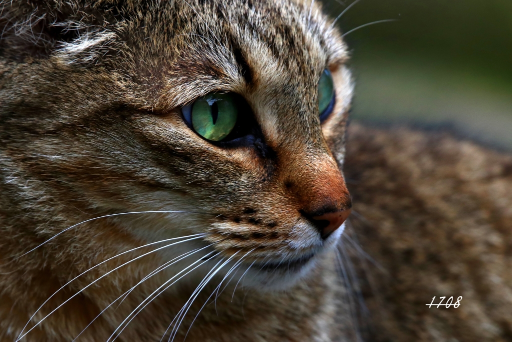 トラにはなれない