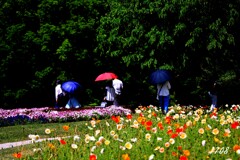 花の丘