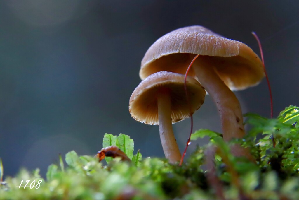 苔の世界 ２０２６ー１３（キノコ）