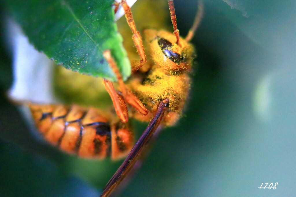 キイロスズメバチ