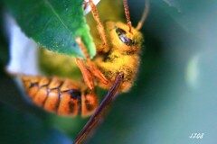 キイロスズメバチ