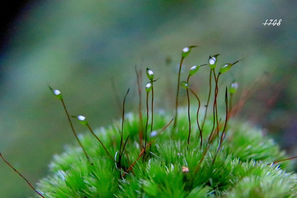 苔の世界７