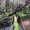片江古道 1/4